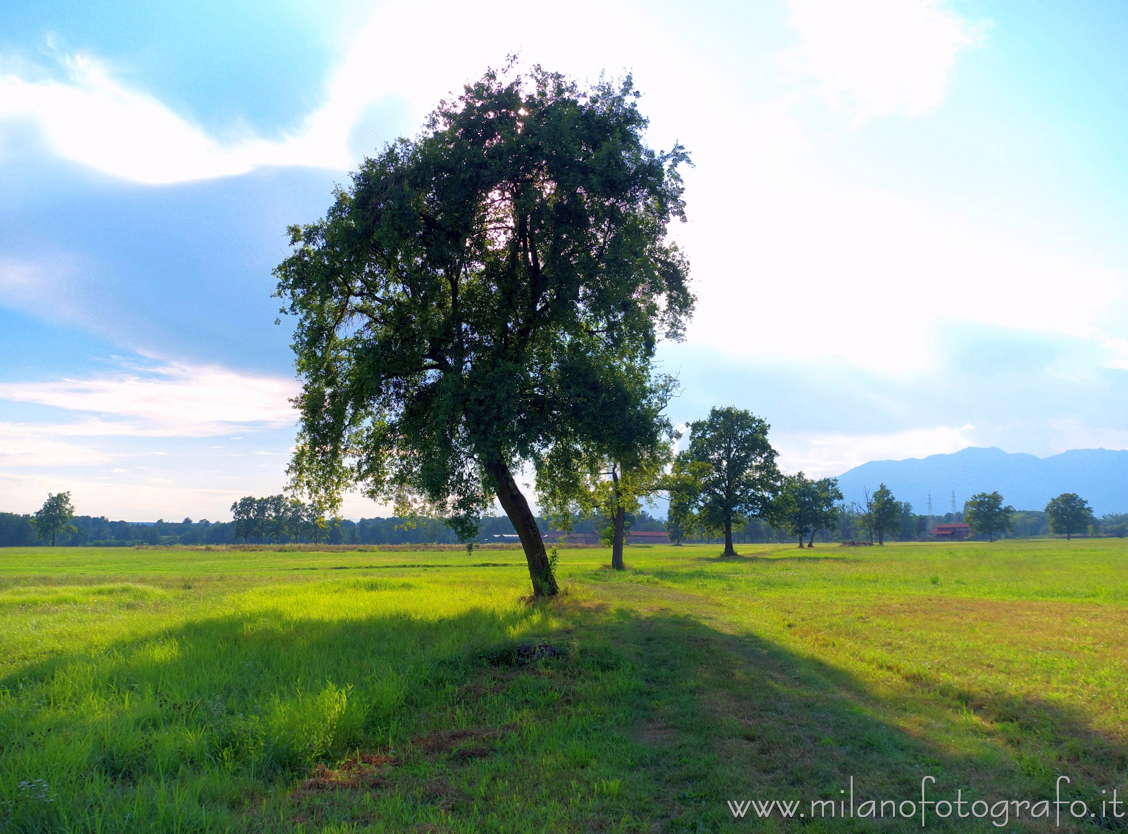 Candelo-Cossato (Biella) - Alberi isolati fra i campi della baraggia